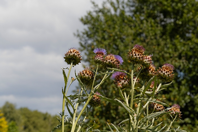 Jardin des Impressionnistes-077
